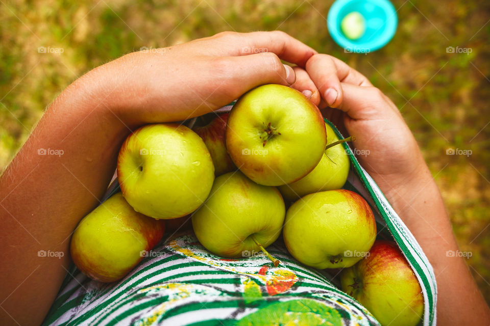 Apple's harvest