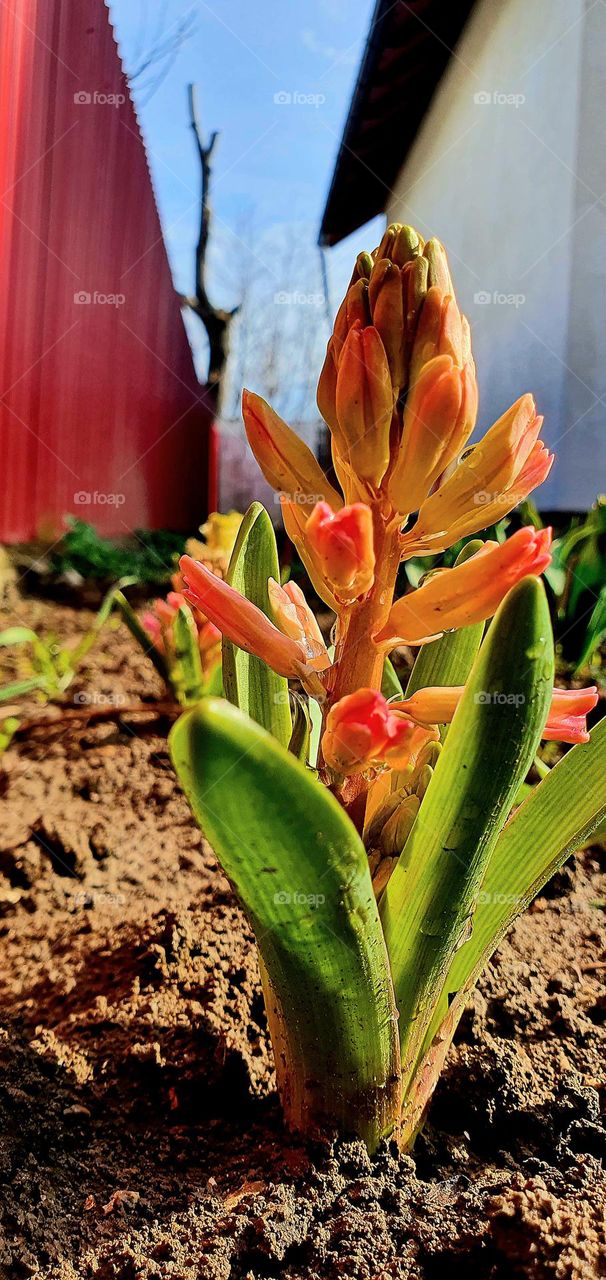 ❤️‍🩹❤ 
hyacinth