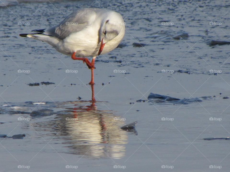 Gull in a city park on a frozen river