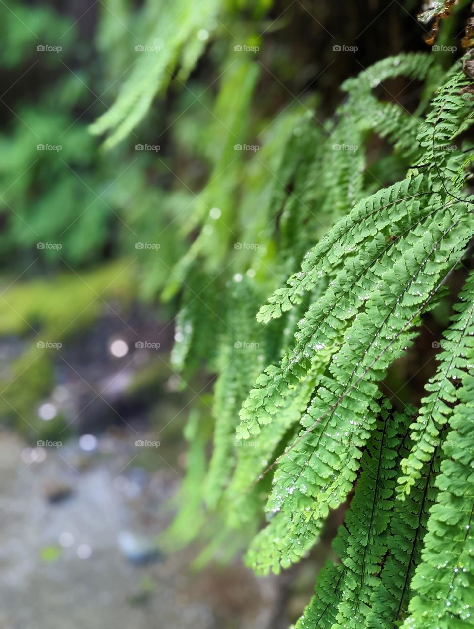 fern canyon Oregon dripping water fall on a bunch of beautiful natural ferns in the canyon