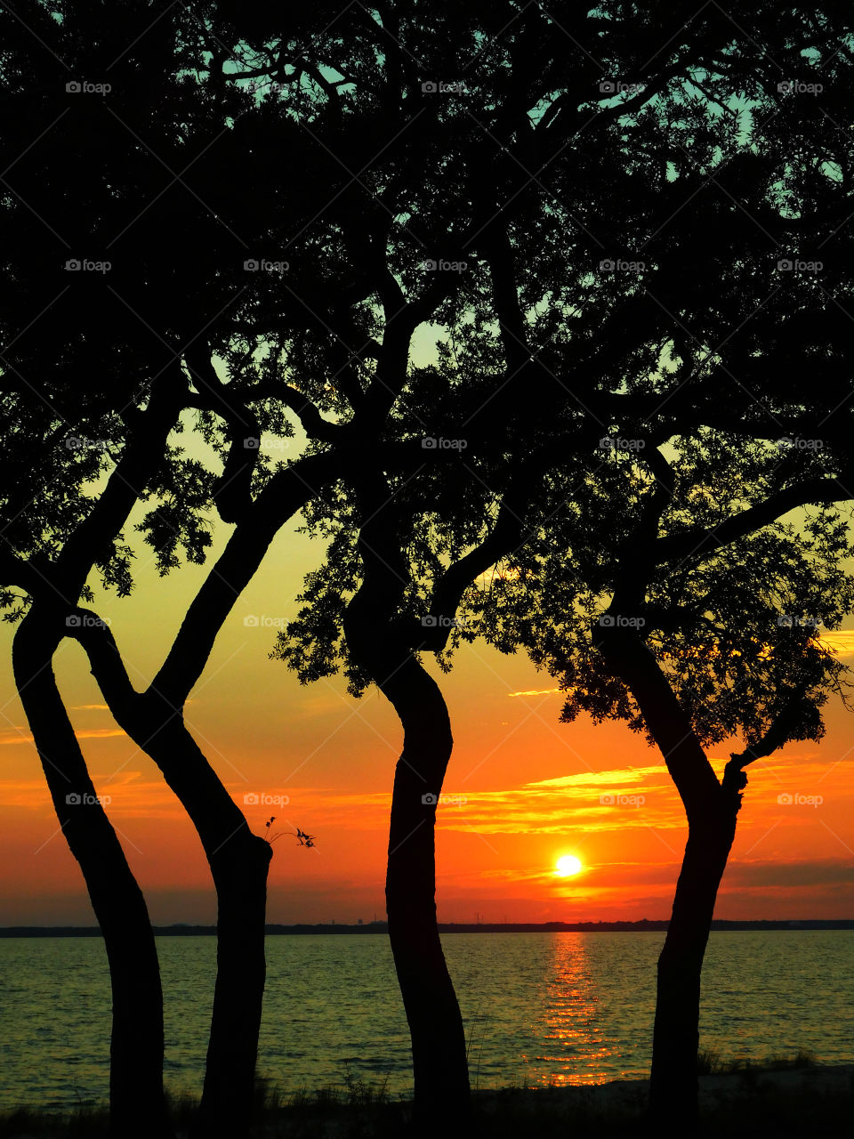 Silhouette of tree near lake at sunset