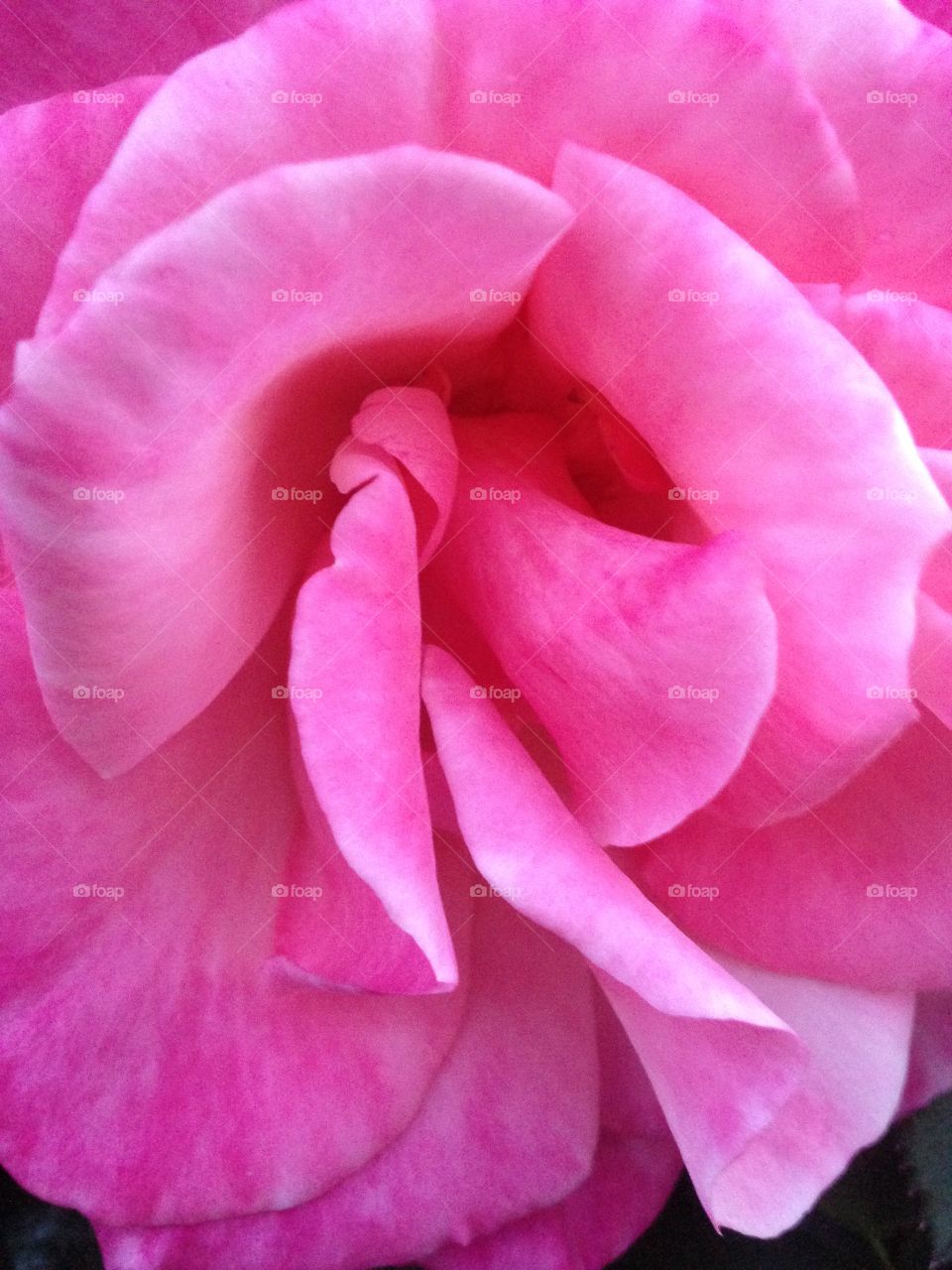 Unfiltered, rose