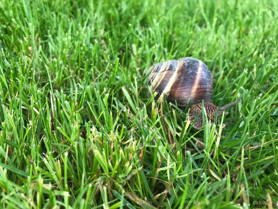 snail in the grass 