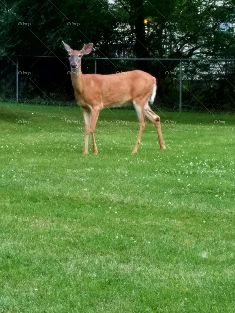 deer staring