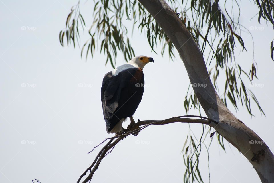 A close up shot of a fish eagle giving me a death stare 