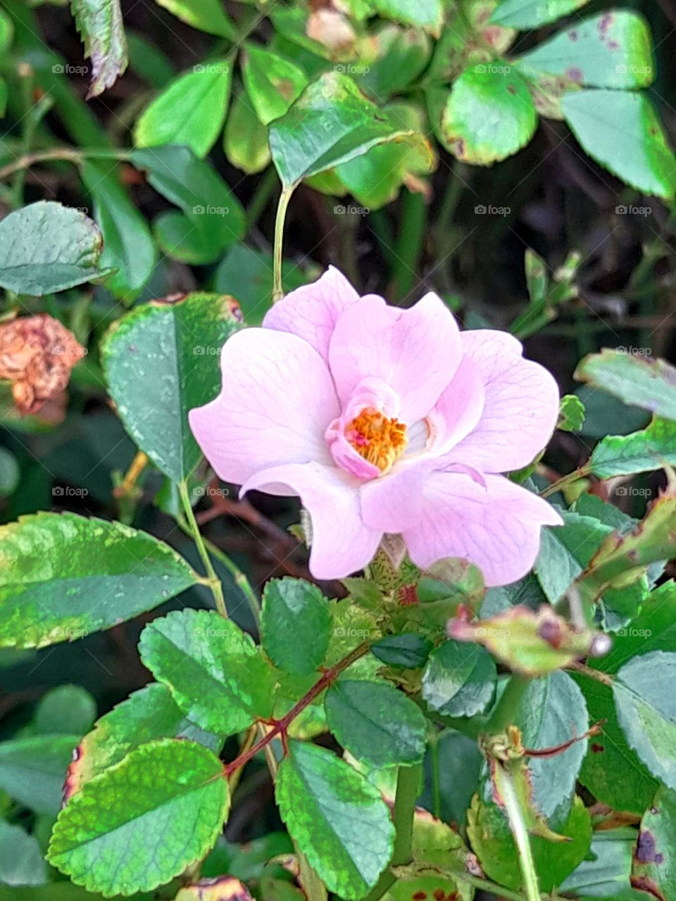 Light pink rose flower.