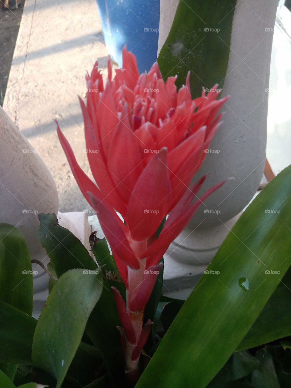 Jamaican red bloom