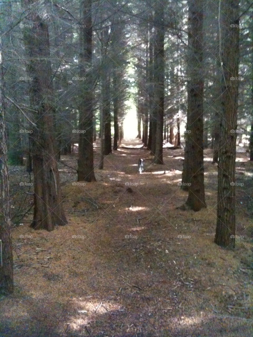 woods path walk stover by mattjuk81