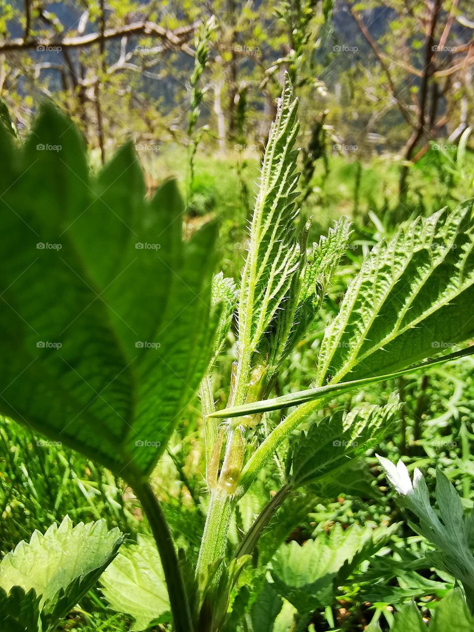 Wild piercing herbal veggie