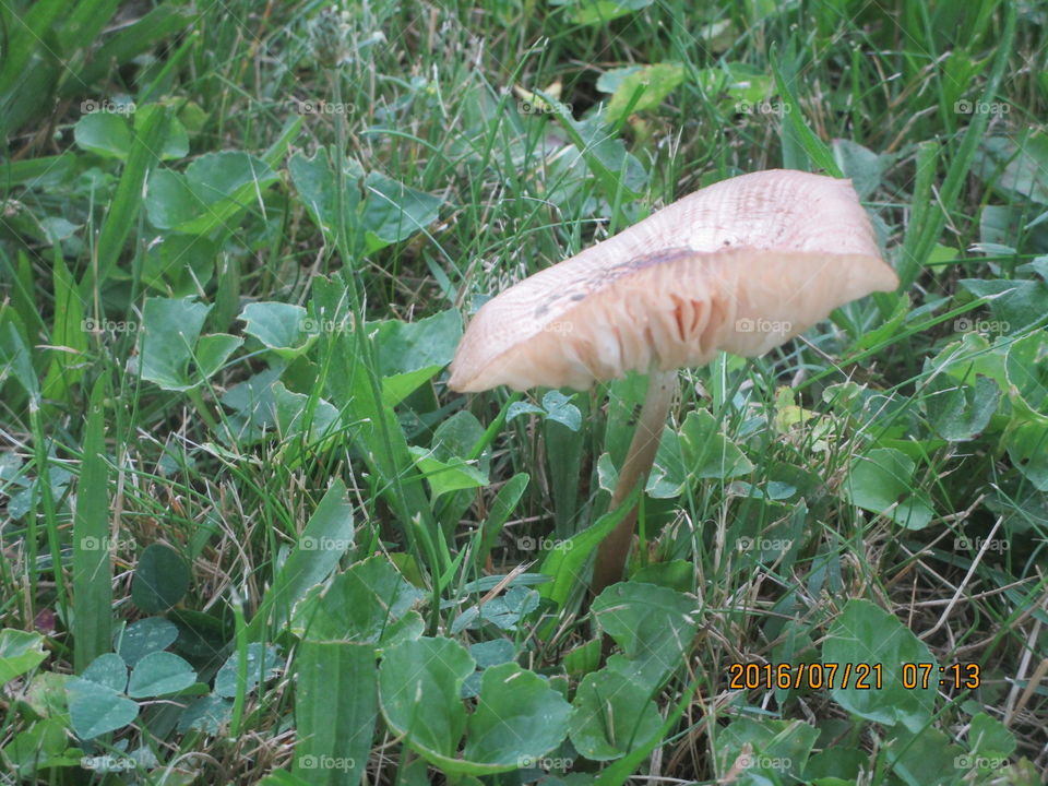 Mushroom