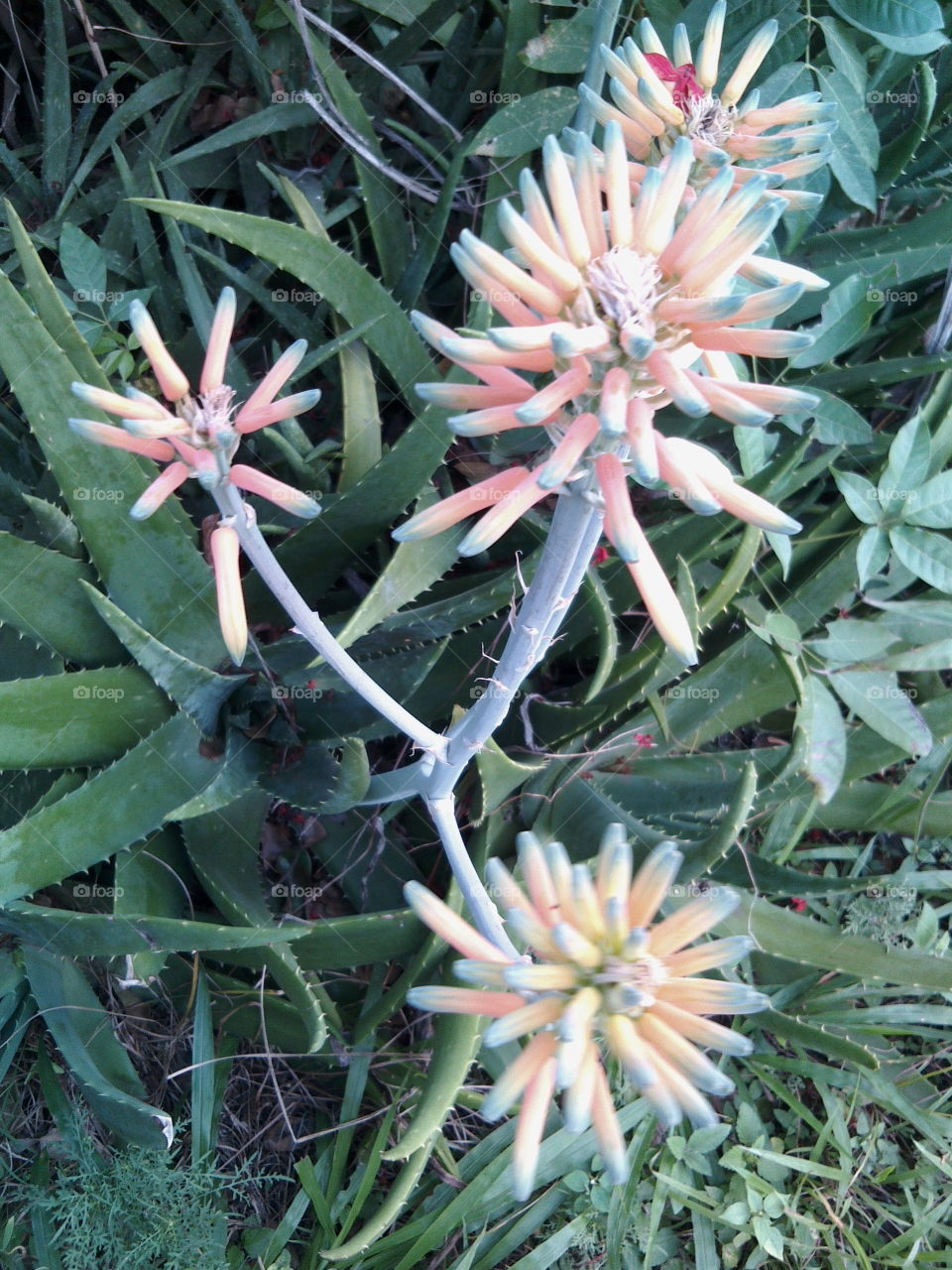 Flowered aloe