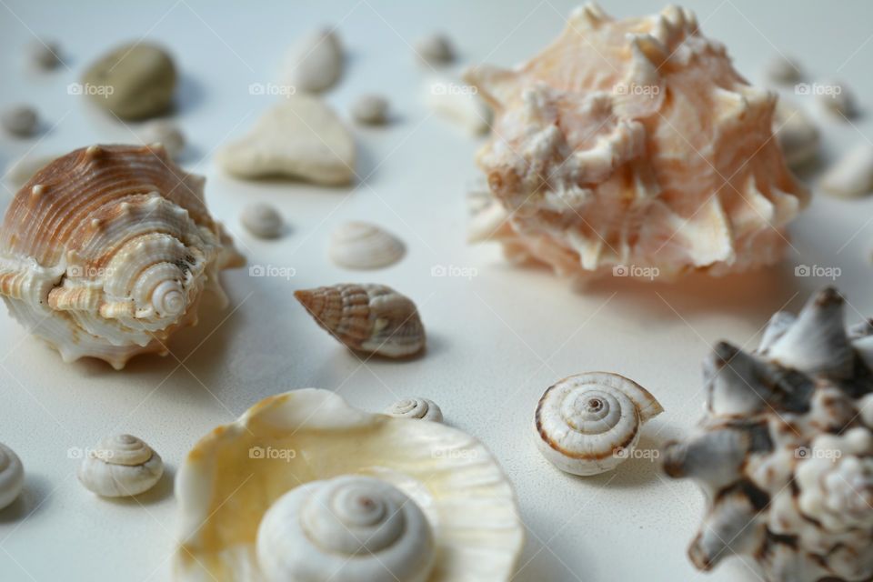 variety of seashell in white background