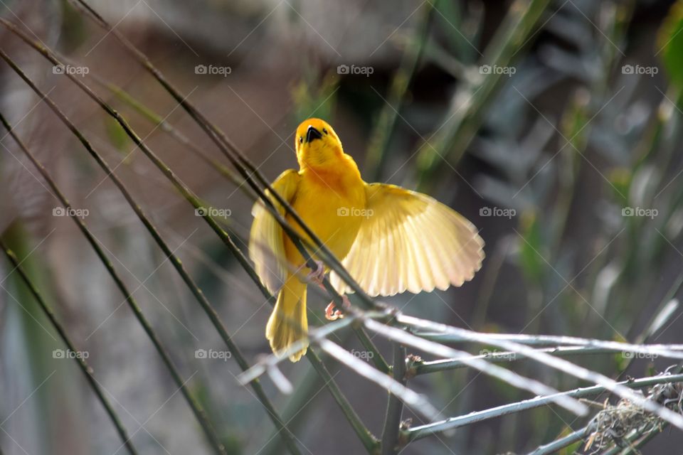 small yellow bird