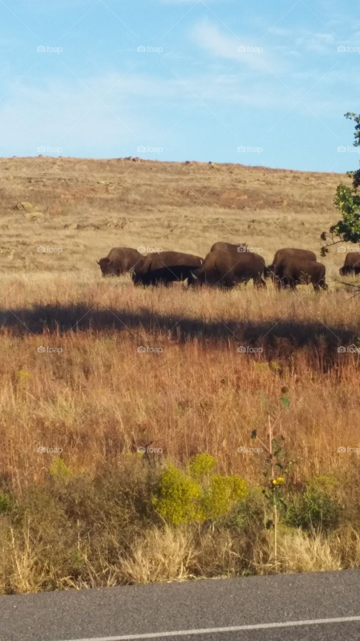 Bison at the Wichita wildlife refuge