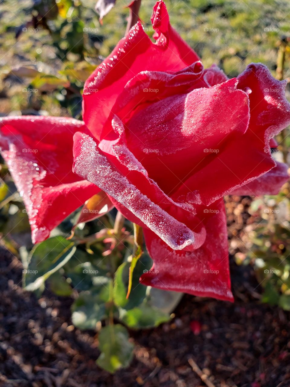 Stunning roses with fresh frost on the petals on a cold fall morning.