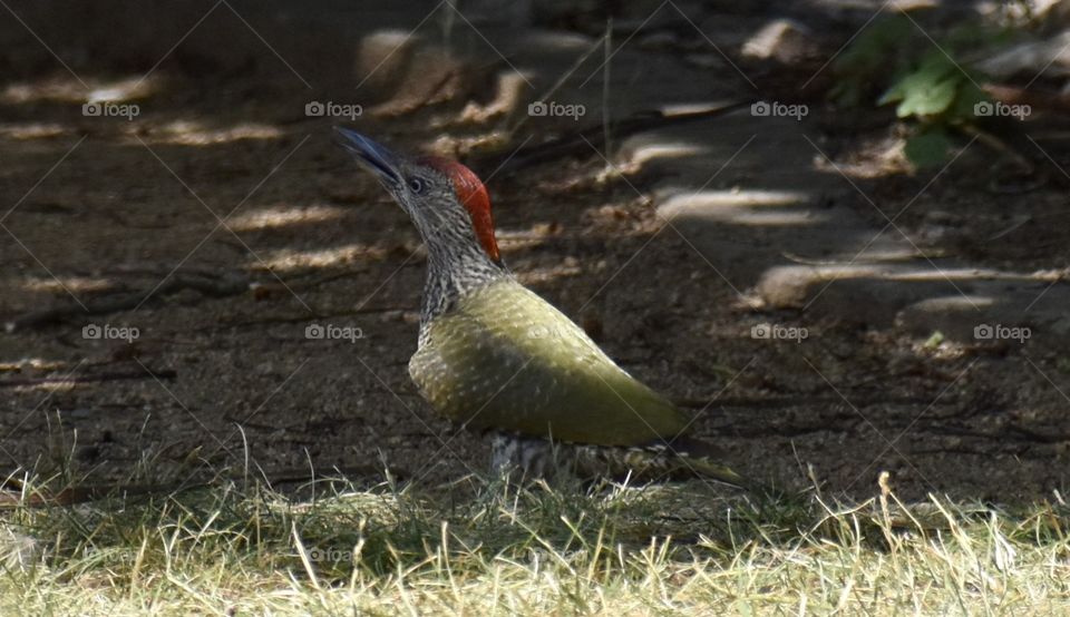 A woodpecker sitting on the floor