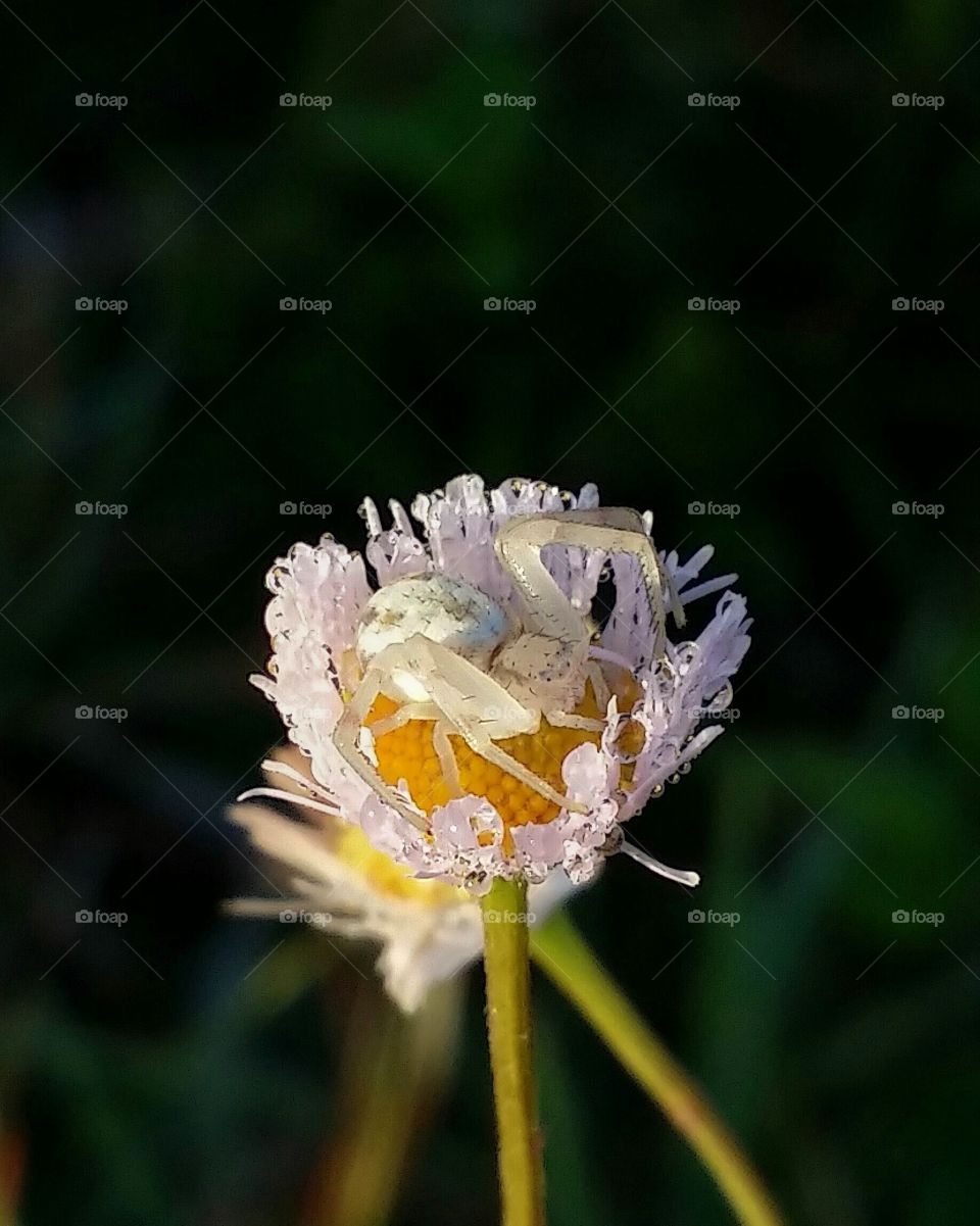 macro shot of a small spider camouflaged on a wild flower waiting for its next prey.