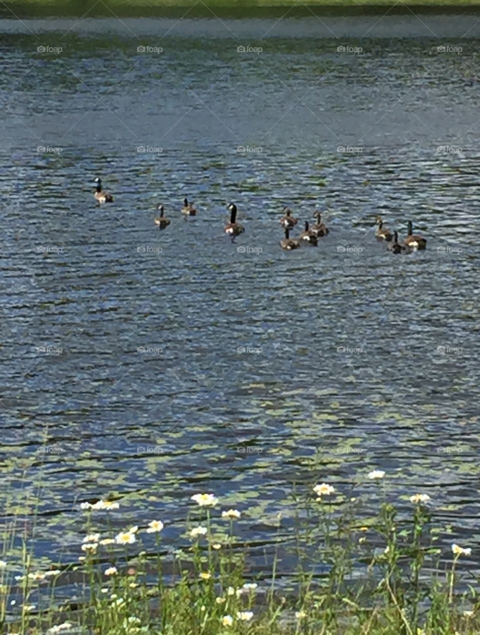 Geese in pond 