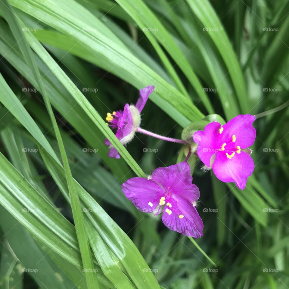 3 Purple Flowers Growing Wild