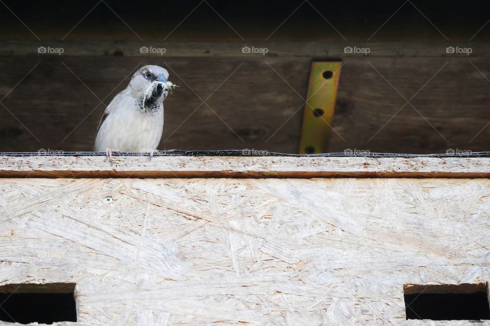 House sparrow collecting material to build a nest