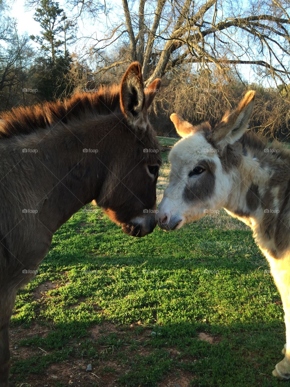 Cute donkeys