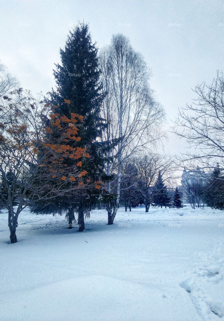 tree's. snow. Russia. beautiful square. old town.