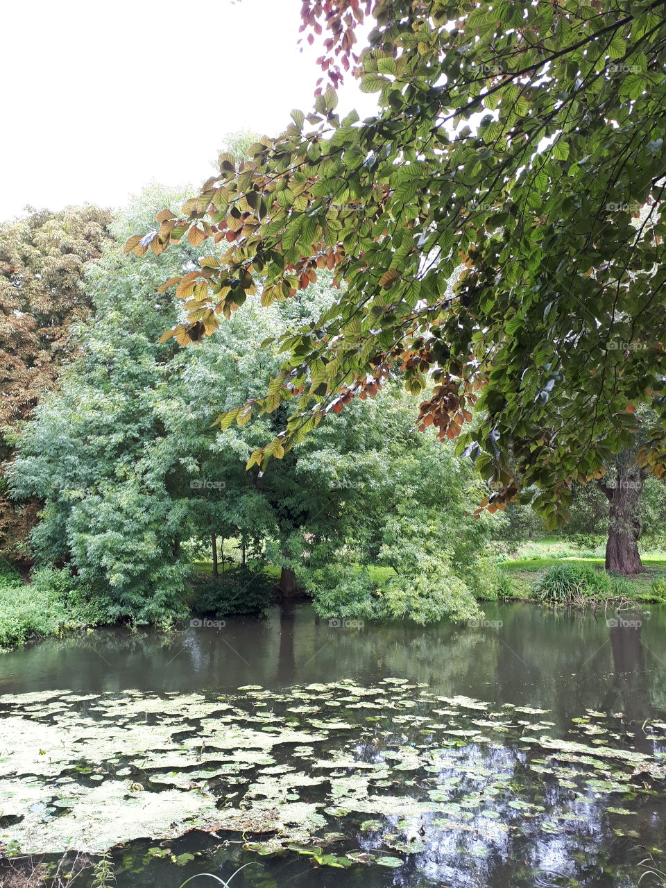 Pond In Summer