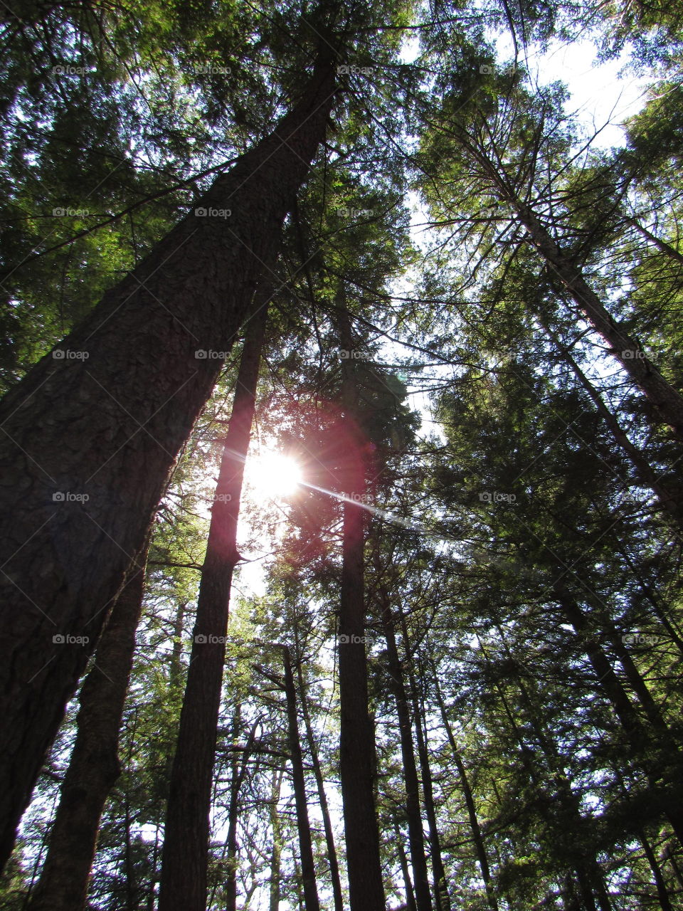 Sun through pine trees 