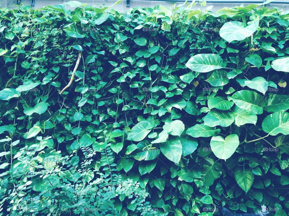 Green leaves background 