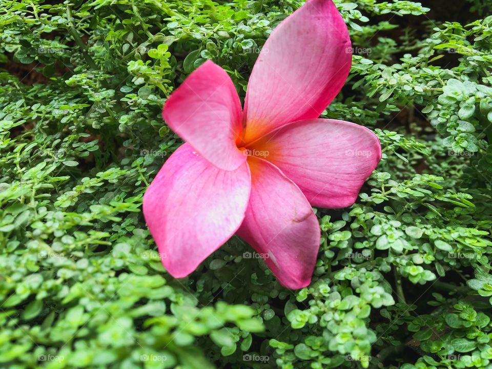 Frangipani flower 