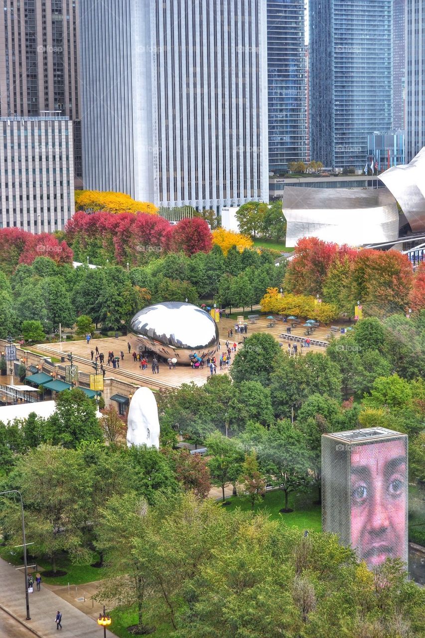 The bean from above 