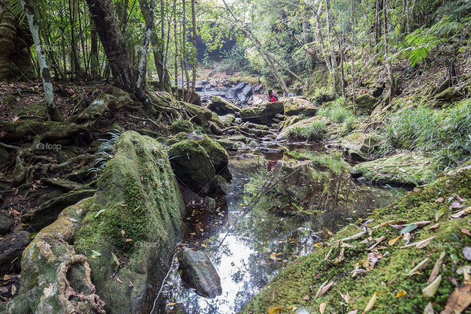 Forest pond