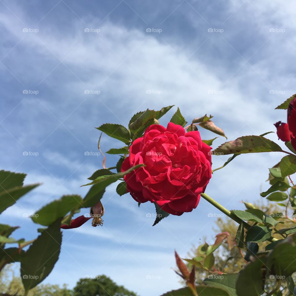 Rose alone