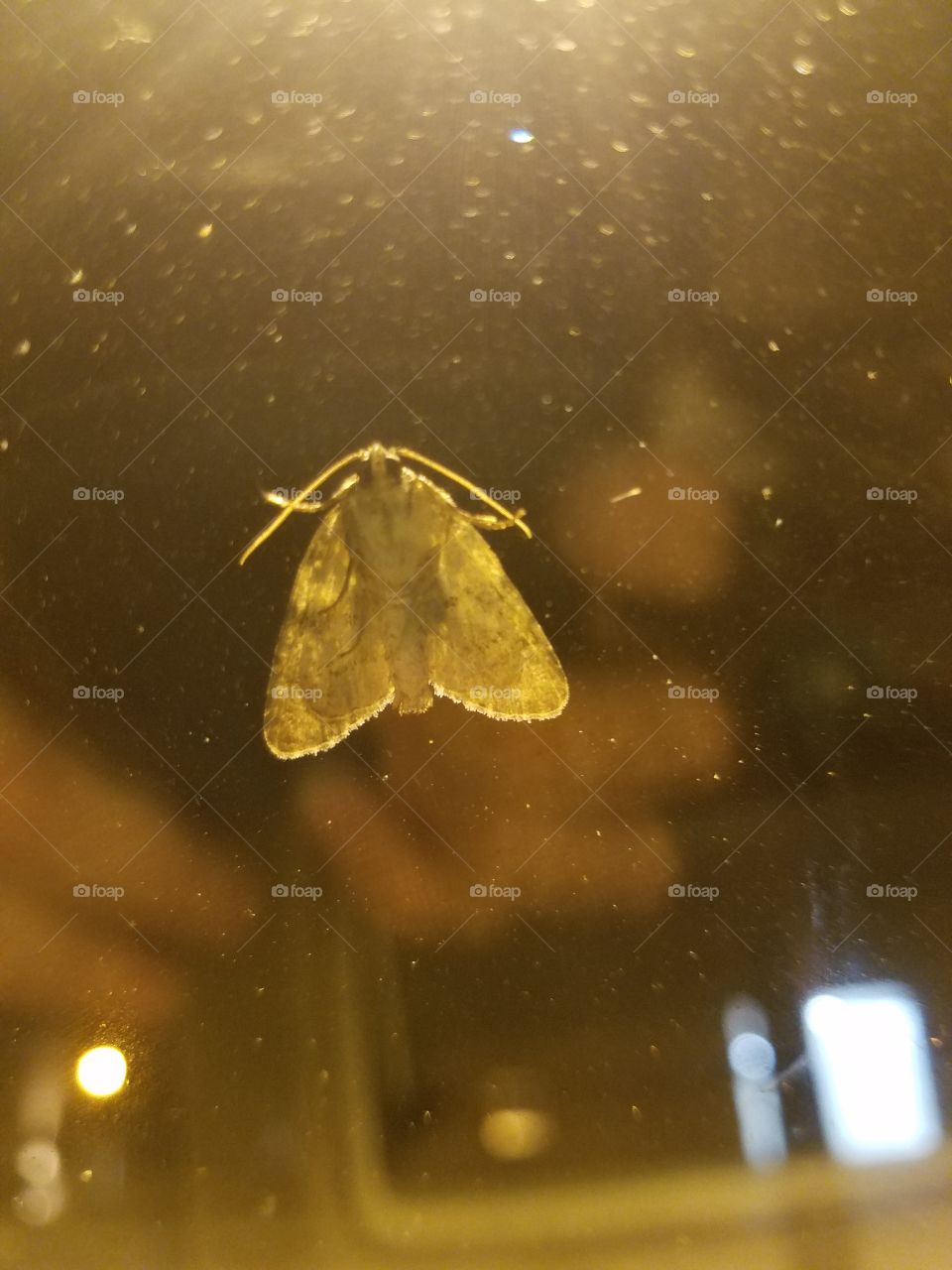 Moth