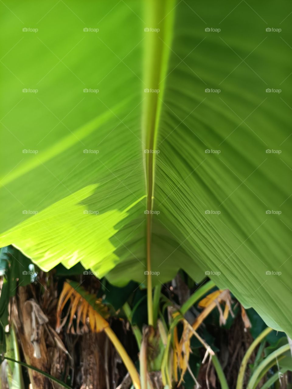 banana leaf