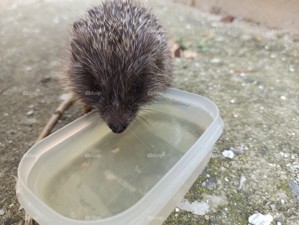 thirsty hetgehog