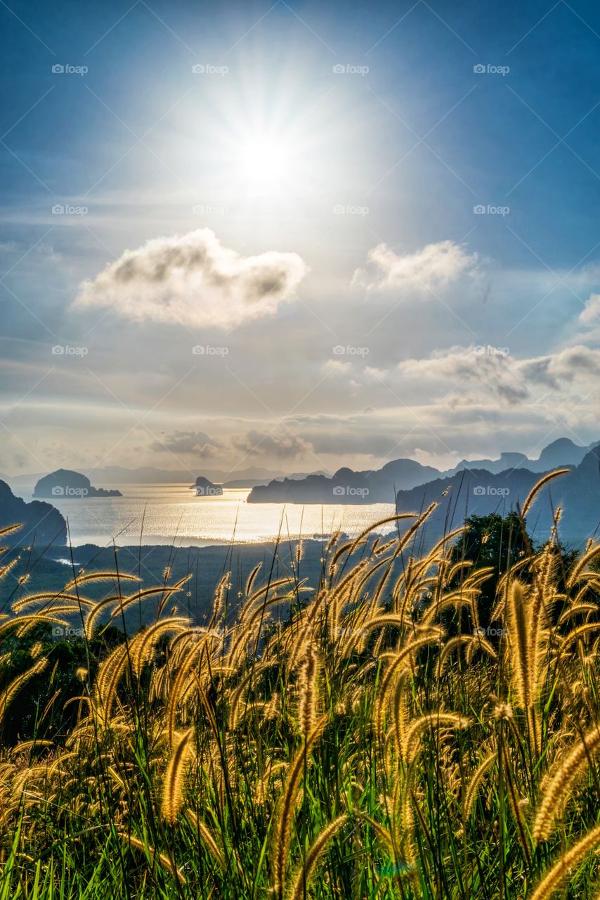Grass field in front of Sunrise background