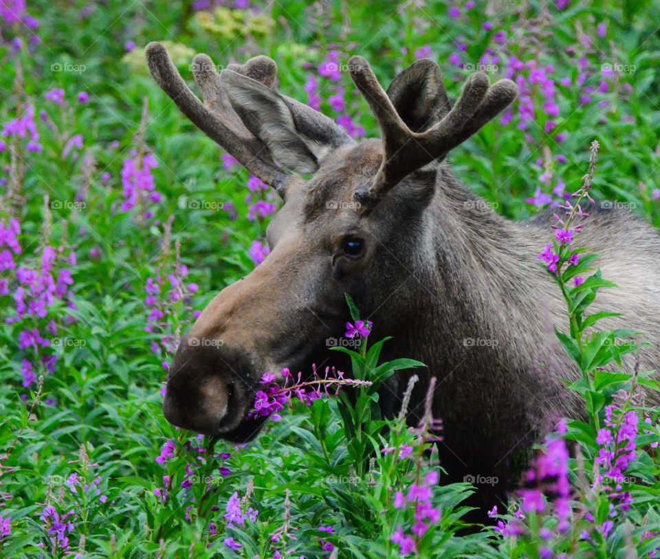 Nature, Outdoors, Grass, No Person, Wild