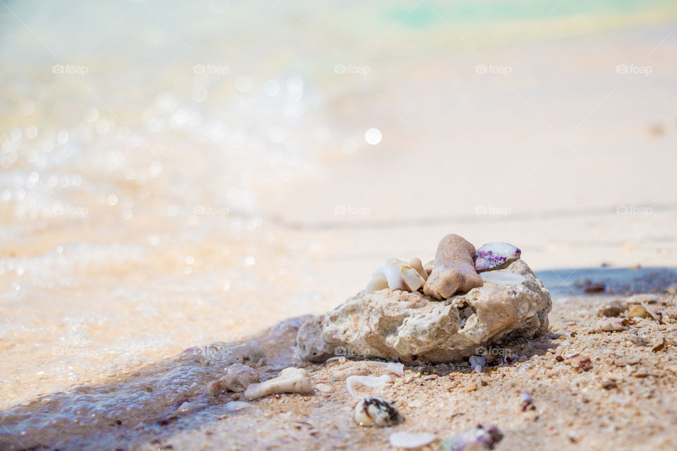 Seashells and rocks on Giftun Island's shore.