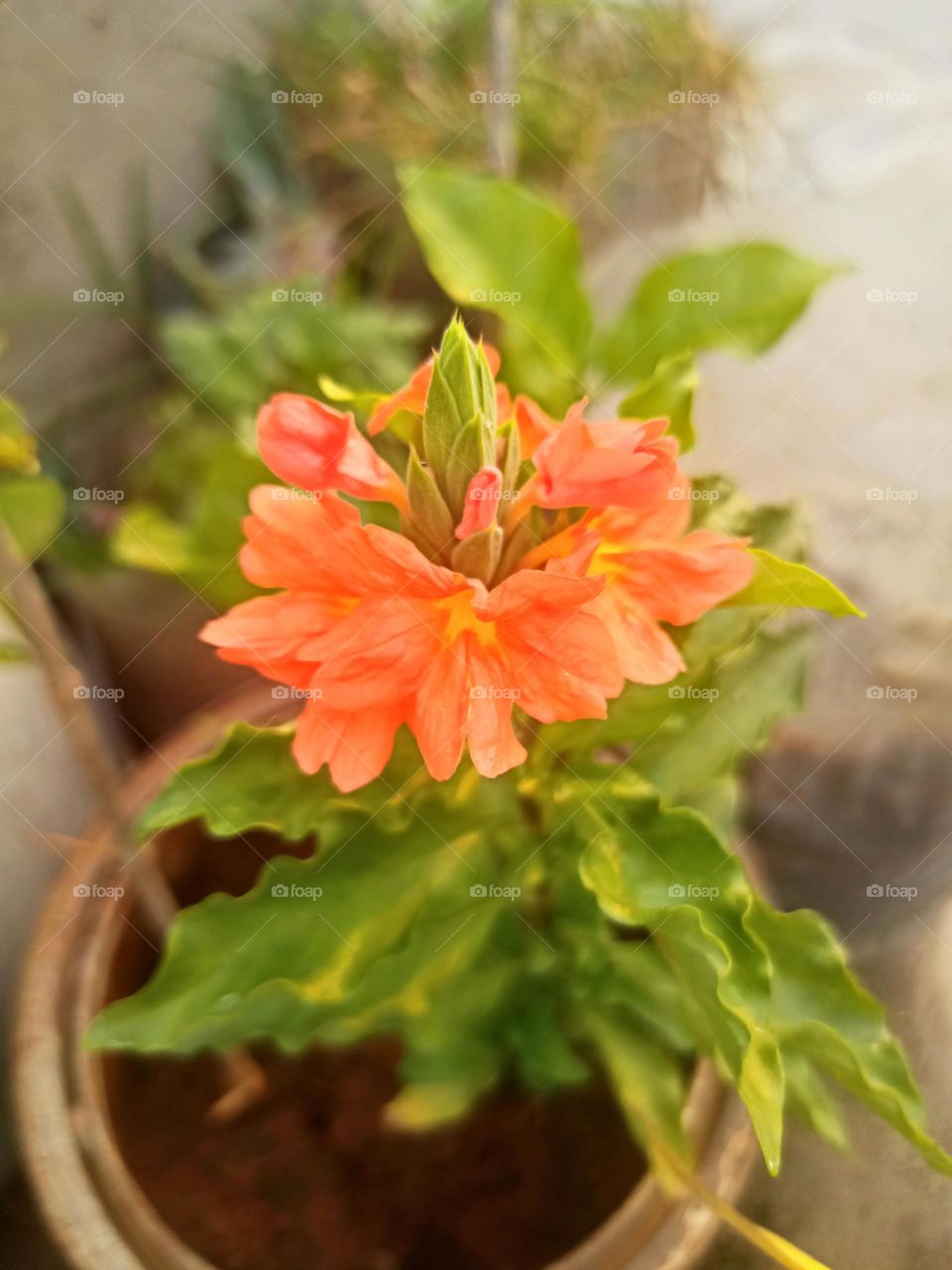 fire cracker flowers