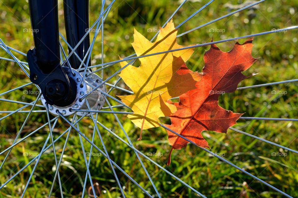 two colour leaves on a bike wheel in sunlight, love autumn