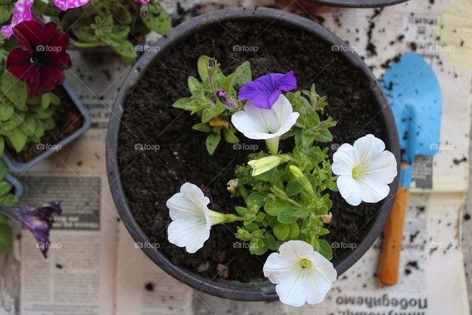 Planting flowers