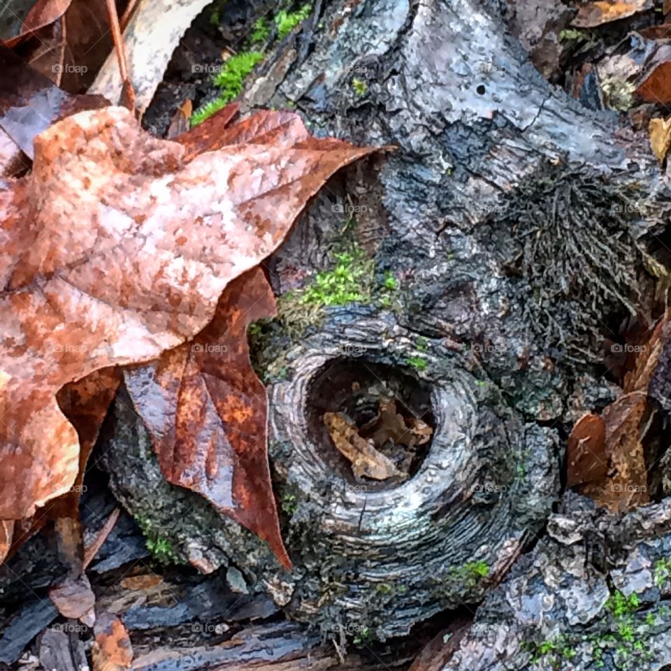 Tree, Wood, Nature, Bark, Fall