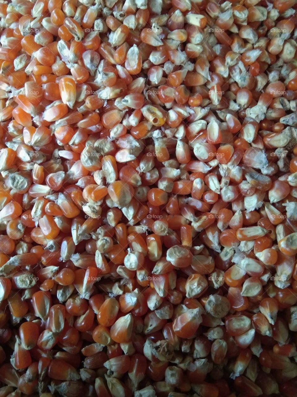 corn kernels for poultry food