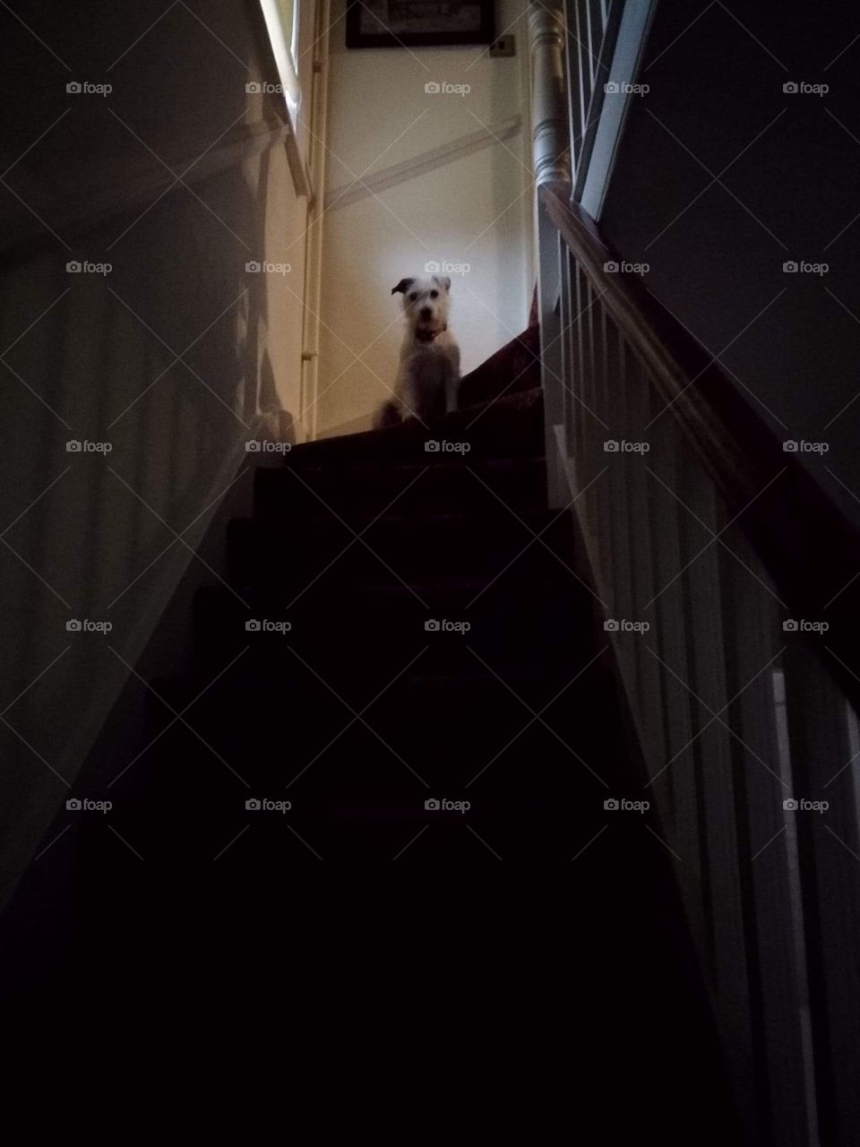 Terrier on the stairs