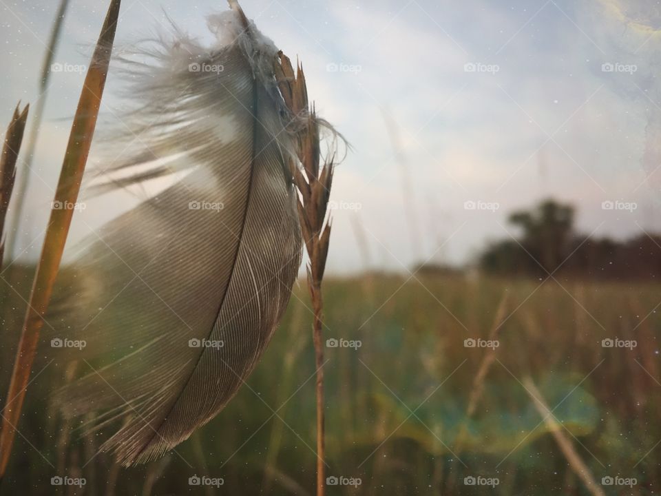 Feather in the Grass
