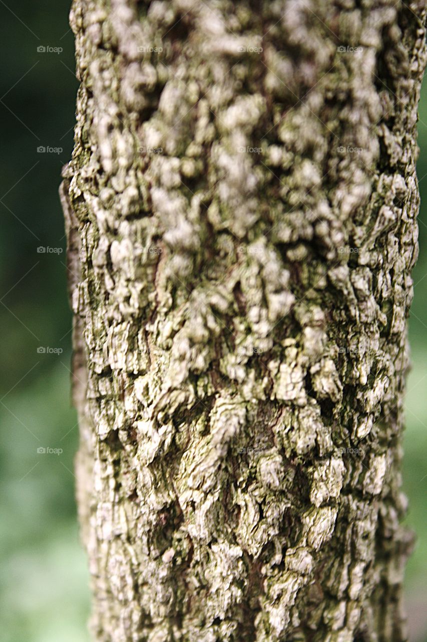  Tree Bark