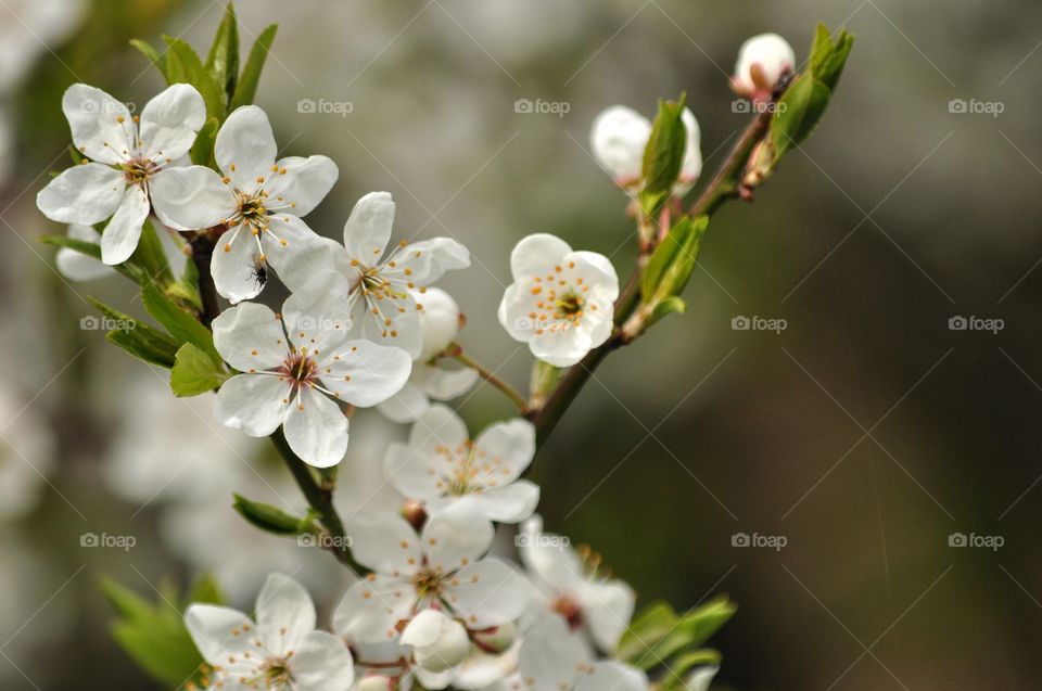 Flower, Nature, Flora, Branch, Tree