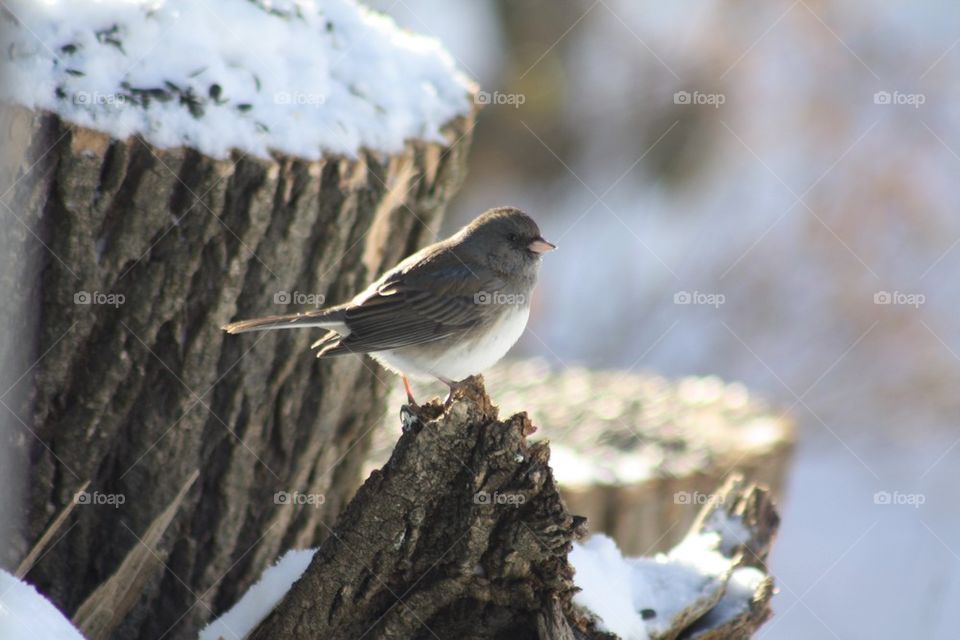 Waiting for a Spot on the Feeder
