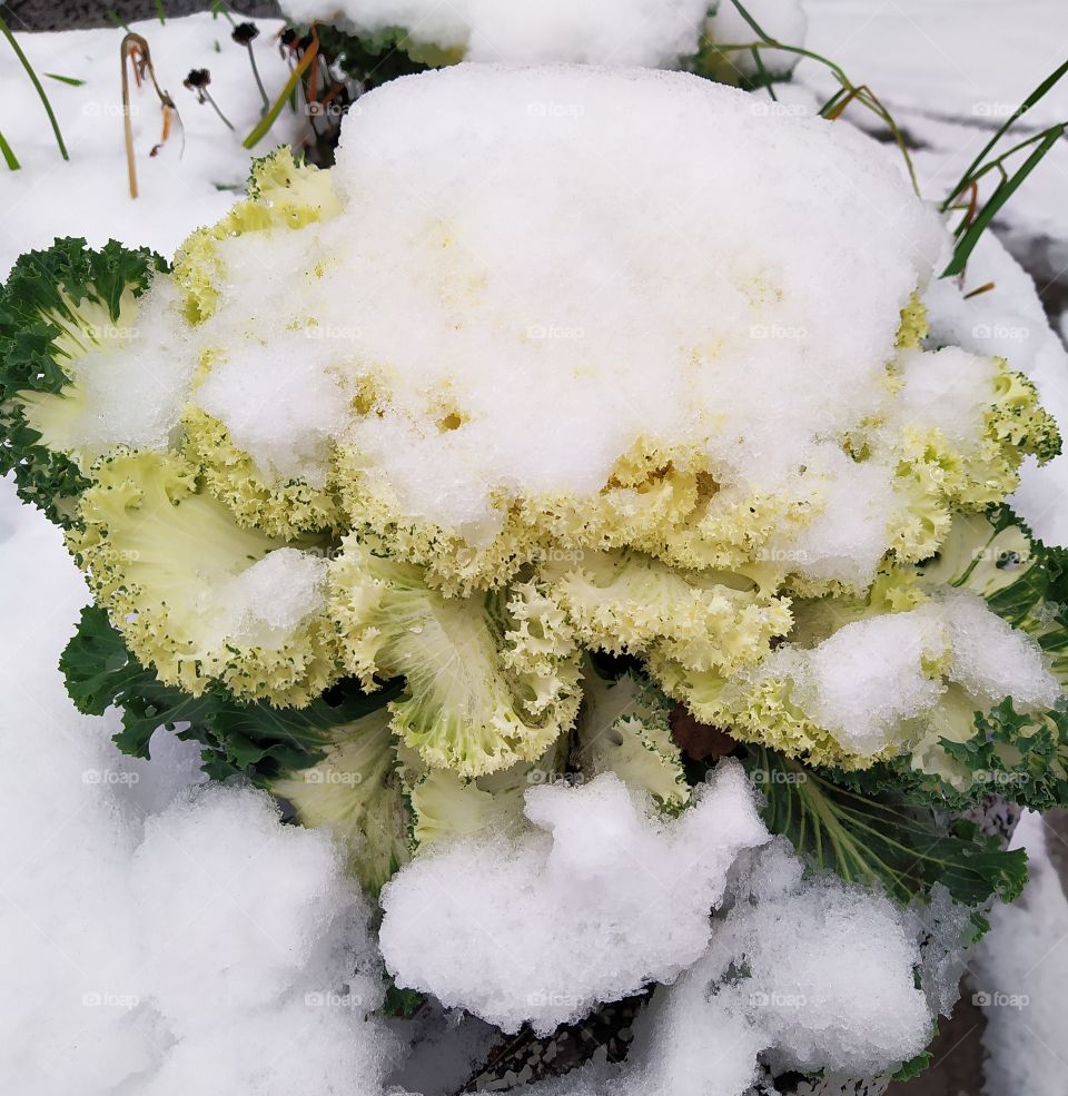 Ornamental cabbage under the snow